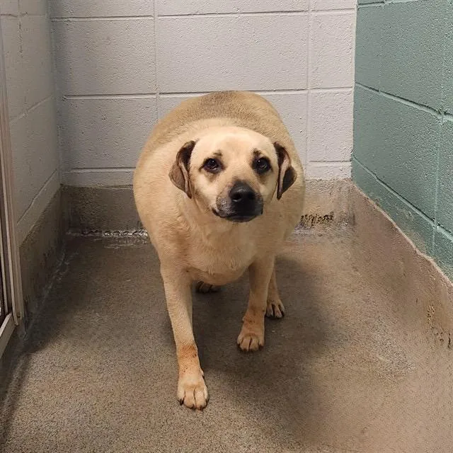 An adult medium-sized male Labrador Retriever dog named Cletus for adoption in Huntsville, AL