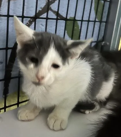 A baby medium-sized male Domestic Short Hair cat named Fester for adoption in Washington, DC
