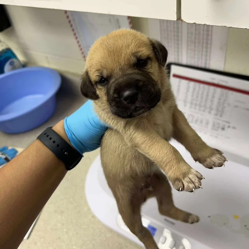 A baby small-sized male Shepherd dog named Lyric for adoption in Bastrop, TX