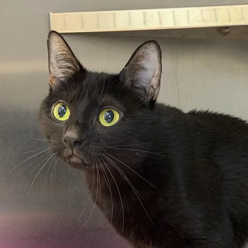 An adult medium-sized female Black Domestic Short Hair cat named Eve for adoption in Scituate, MA
