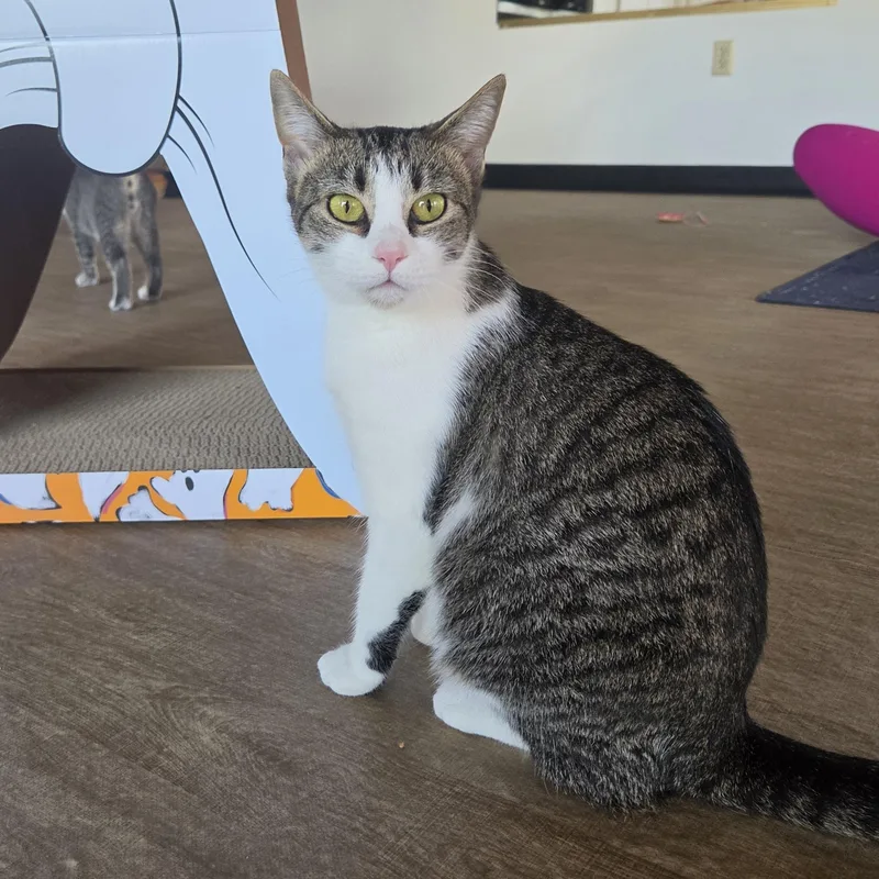 A young medium-sized female White Domestic Short Hair cat named Maple for adoption in Fort Oglethorpe, GA
