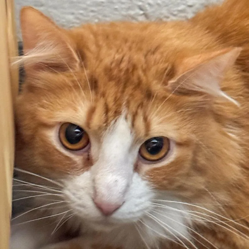 An adult large-sized male Orange / Red Domestic Long Hair cat named Gary for adoption in Kennebunk, ME