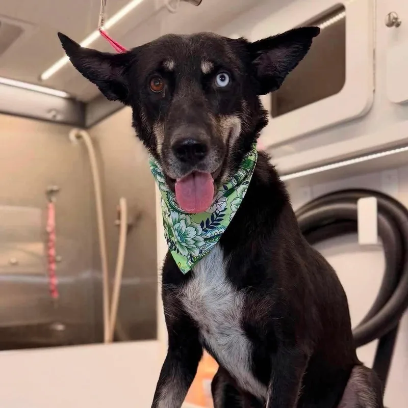 An adult medium-sized female Shepherd dog named Sol for adoption in PLAINFIELD, CT