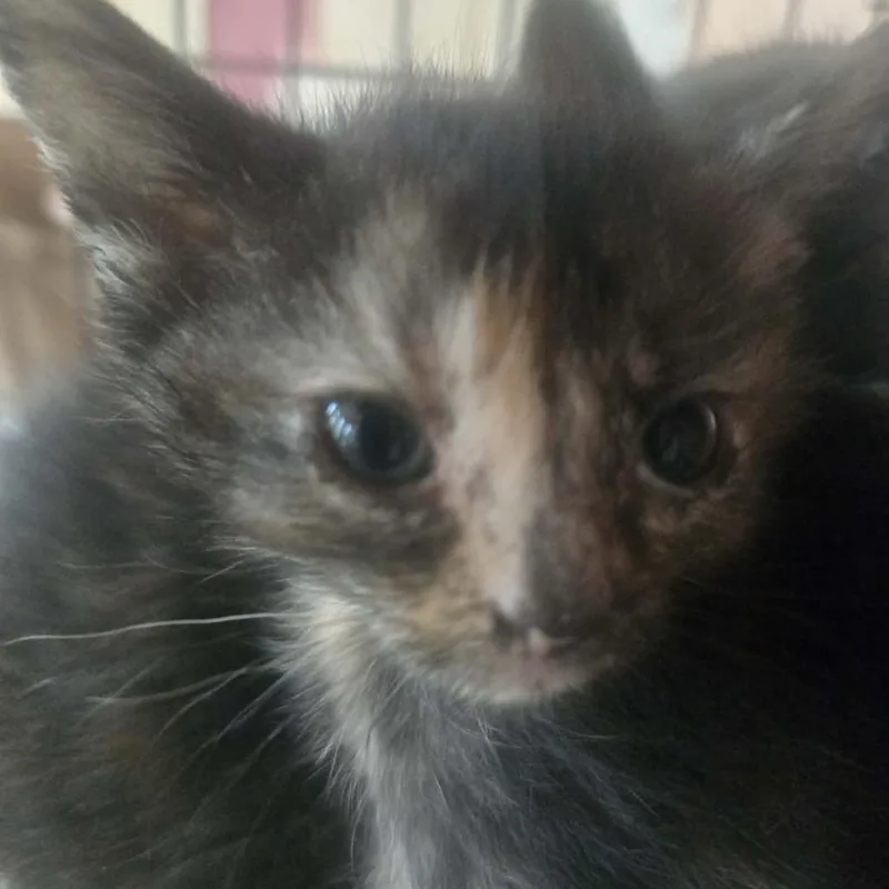 A baby small-sized female Calico Domestic Short Hair cat named Arly for adoption in Troy, IL