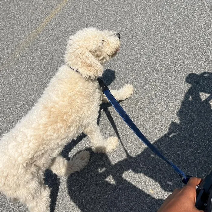 An adult medium-sized female White / Cream Standard Poodle dog named Rosey for adoption in New Orleans, LA