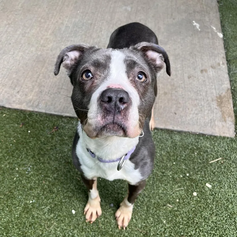 An adult medium-sized female Gray / Blue / Silver Mixed Breed dog named Dove for adoption in Fairport, NY
