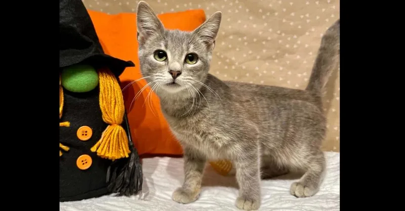 A baby small-sized female Domestic Short Hair cat named Angelfish for adoption in Groveland, MA