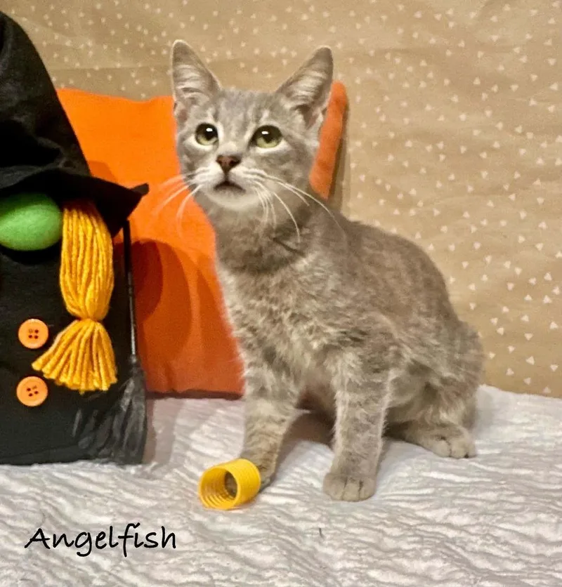 Angelfish thumbnail 6