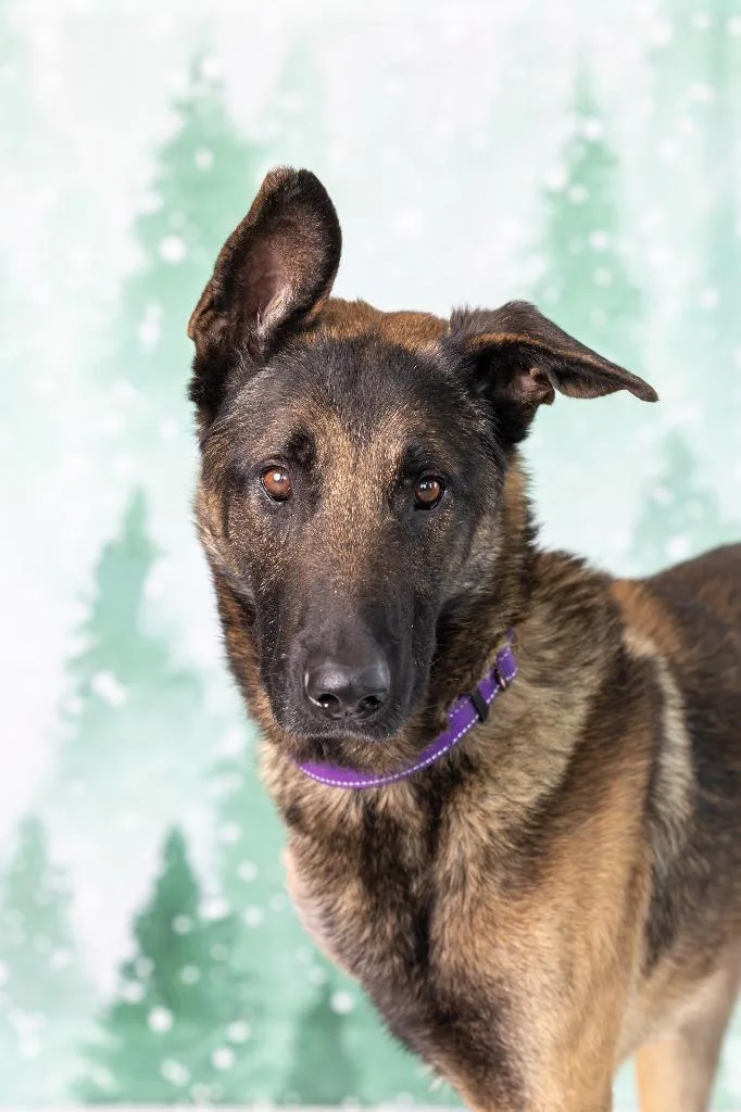 Hayabusa thumbnail 2