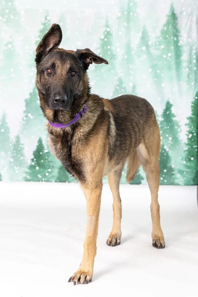 Hayabusa thumbnail 3