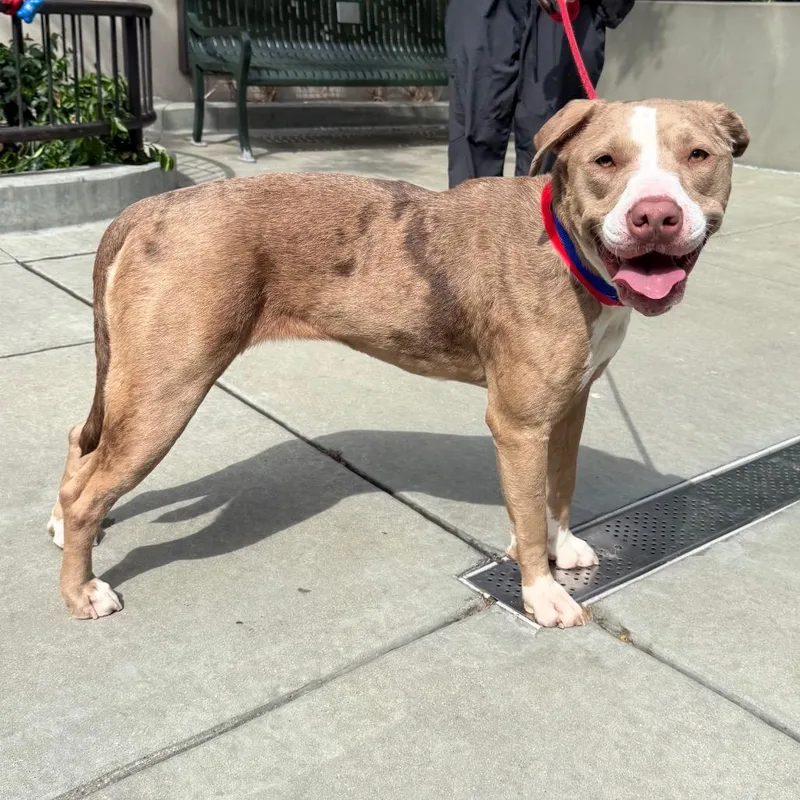 An adult medium-sized female Yellow / Tan / Blond / Fawn Pit Bull Terrier dog named Itty Bitty for adoption in Chicago, IL