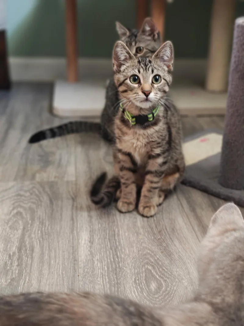 A baby medium-sized female Domestic Short Hair cat named Cleo for adoption in Rochester, NY