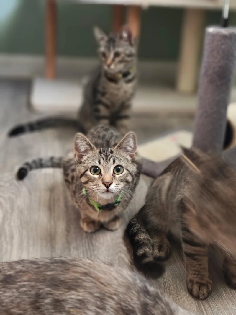 Cleo thumbnail 2