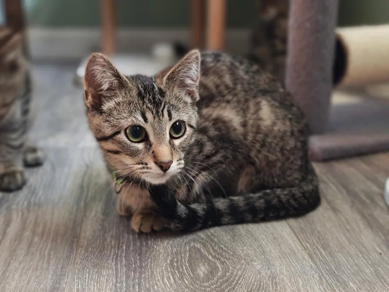 Cleo thumbnail 3