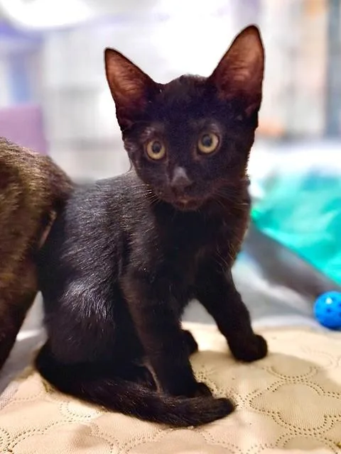 A baby small-sized male Domestic Short Hair cat named Bear for adoption in Naples, FL