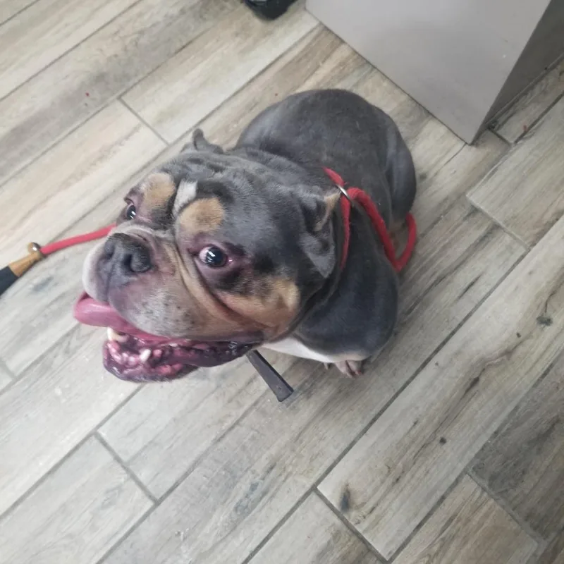 An adult medium-sized male Gray / Blue / Silver English Bulldog dog named Uno for adoption in Henderson, KY