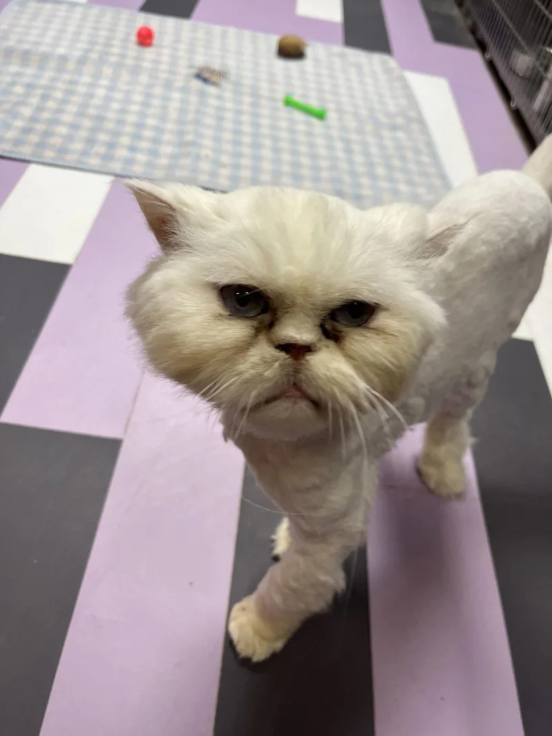 A senior medium-sized male Persian cat named Alfredo for adoption in Cedar Rapids, IA