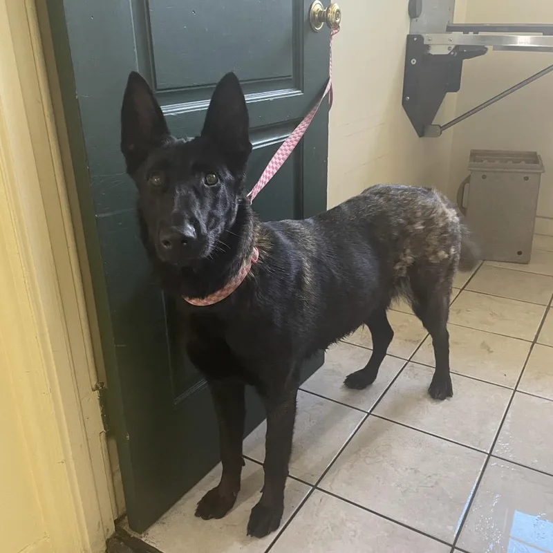 An adult large-sized female Black Belgian Shepherd / Malinois dog named Stevie for adoption in Pasadena, CA