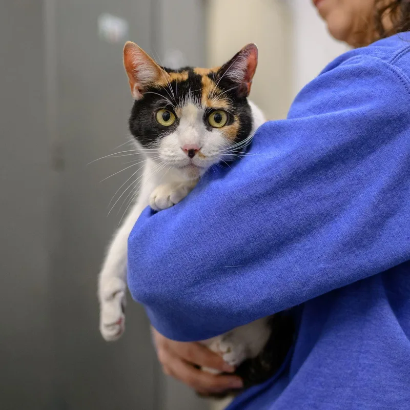 A young medium-sized female Calico cat named Sadie Mae for adoption in Hamilton, NJ