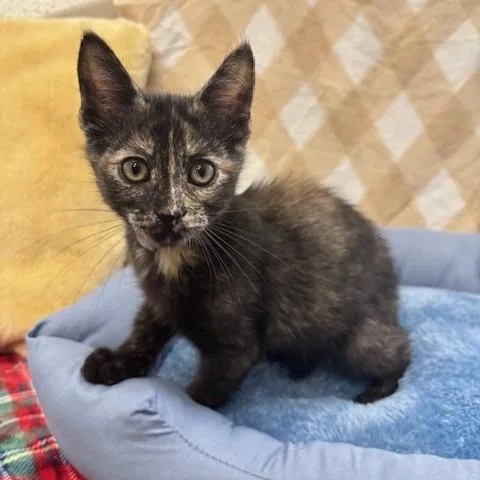 A baby small-sized female Tortoiseshell Domestic Short Hair cat named Jelly for adoption in Hawthorne, CA