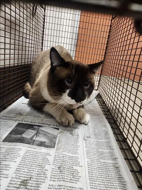 A young small-sized male Siamese cat named Angel for adoption in Chatsworth, CA