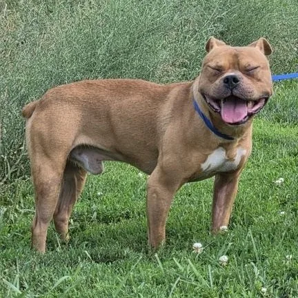 Augie