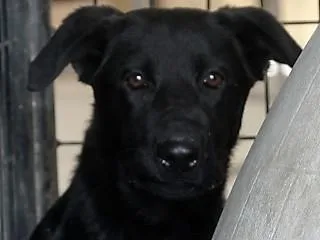 A young medium-sized female Black Labrador Retriever dog named Summer for adoption in Anaconda, MT