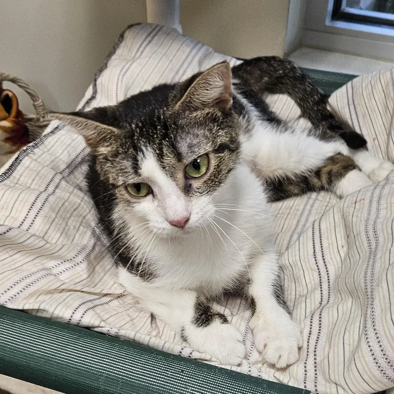 An adult medium-sized female White Domestic Medium Hair cat named Cali for adoption in Benton Harbor, MI