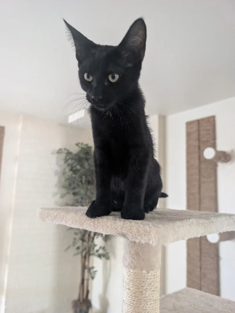 A baby small-sized male Black Domestic Short Hair cat named Yogi for adoption in Youngtown, AZ