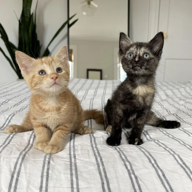A baby medium-sized female Tabby (Orange / Red) Domestic Short Hair cat named Chianti & Reisling for adoption in BROOKLYN, NY