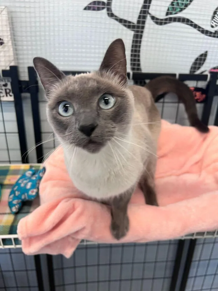 A young medium-sized male Siamese cat named Bing Bong for adoption in McPherson, KS