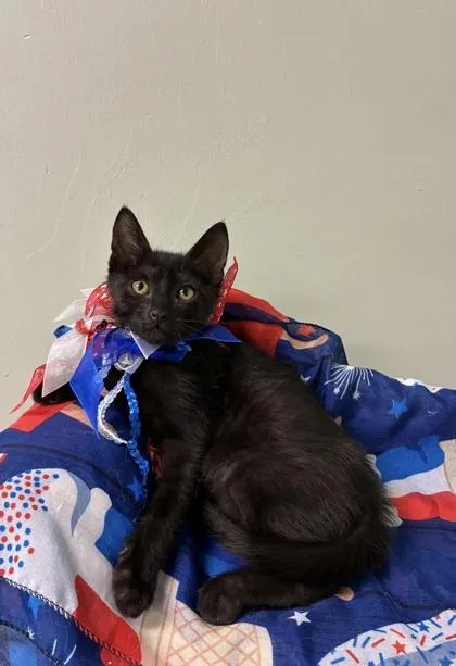 A baby medium-sized female Domestic Short Hair cat named Brianna for adoption in Picayune, MS