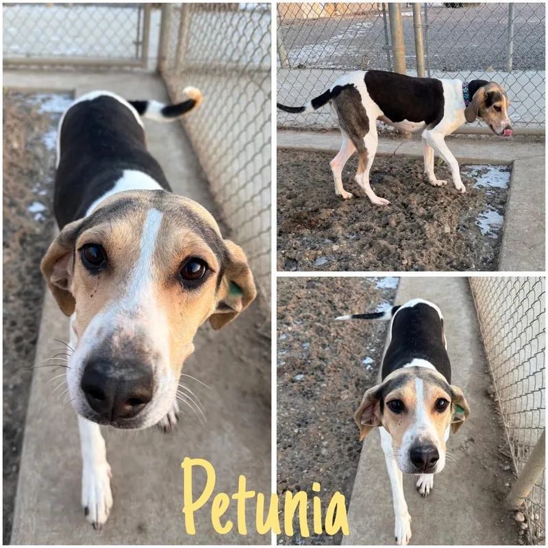 Petunia thumbnail 2