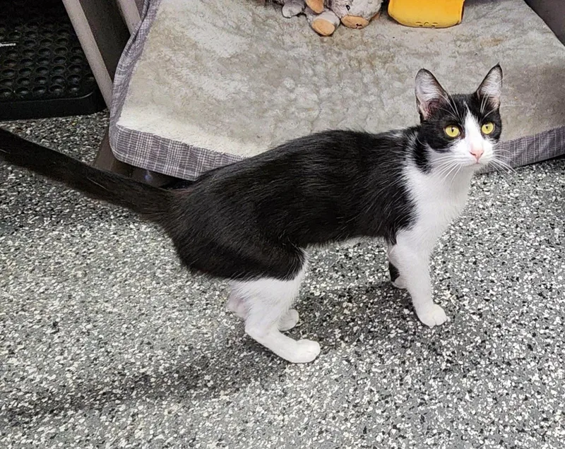 A young small-sized female Black & White / Tuxedo Domestic Short Hair cat named Mystic for adoption in Siloam Springs, AR
