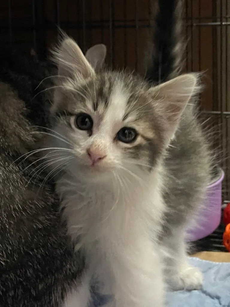 A baby small-sized male Domestic Long Hair cat named Ernie for adoption in Newaygo, MI