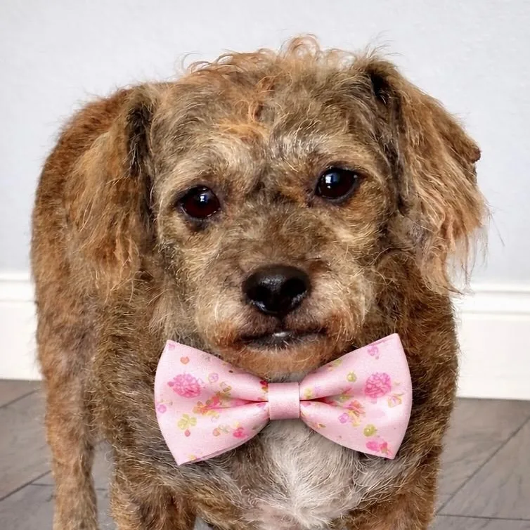 An adult small-sized female Brindle Terrier dog named Ursa "ursula" for adoption in Humble, TX