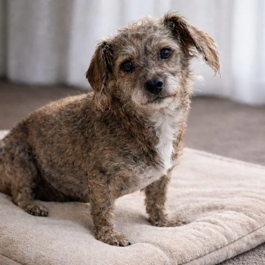 Ursa "ursula" thumbnail 5