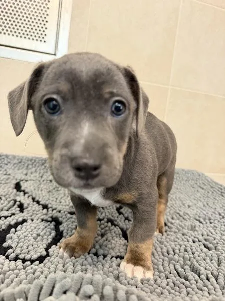 A baby medium-sized female Pit Bull Terrier dog named Macarena for adoption in Stratham, NH