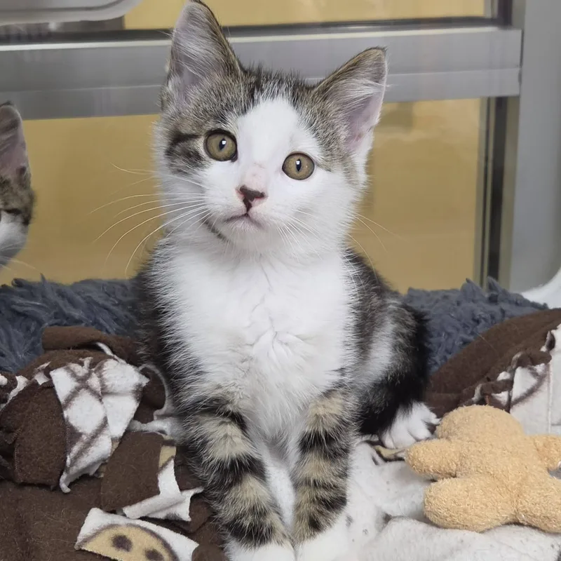 A baby medium-sized male Tabby (Gray / Blue / Silver) Domestic Short Hair cat named Cinnie Mini for adoption in Marshfield, WI