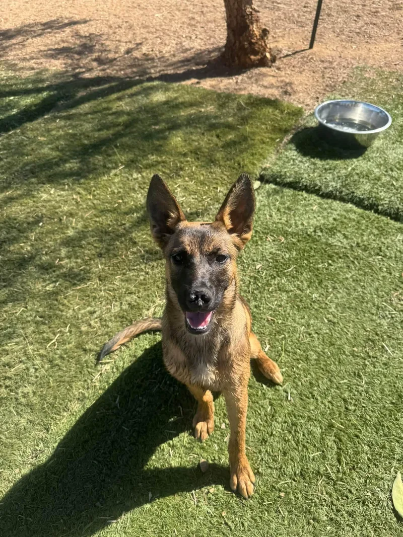 A baby medium-sized female Brown / Chocolate Shepherd dog named Trinty for adoption in Agua Dulce, CA