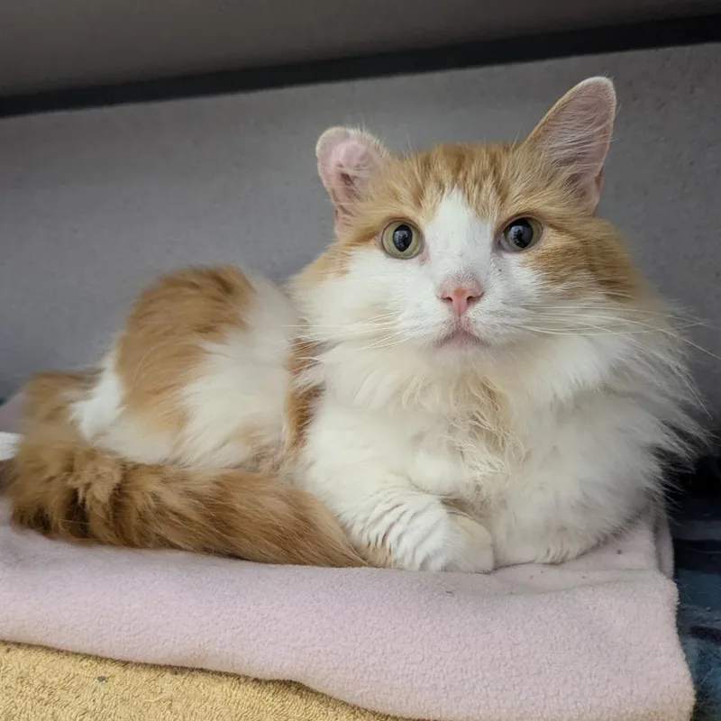 An adult small-sized female Orange / Red Domestic Medium Hair cat named Izzy for adoption in Evansville, IN