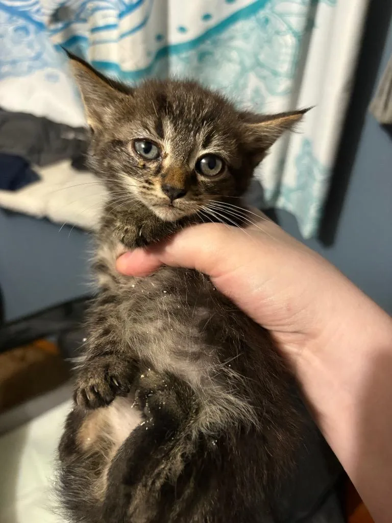 A baby medium-sized male Domestic Short Hair cat named Rocky for adoption in Johnson City, TN