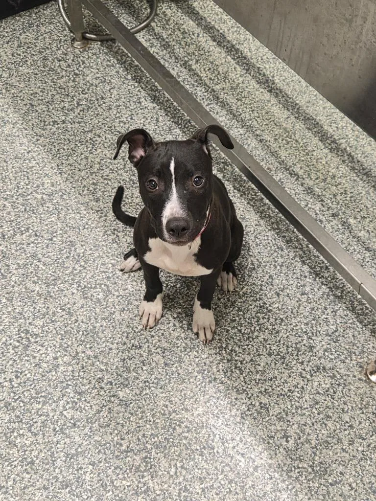 A baby medium-sized female Pit Bull Terrier dog named Tizzy for adoption in Mustang, OK