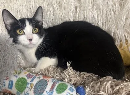 A baby small-sized female Domestic Short Hair cat named Sheila for adoption in Conway, SC
