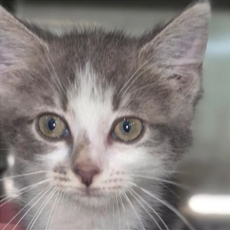 A baby small-sized female Gray / Blue / Silver Domestic Short Hair cat named Isabelle for adoption in Chapel Hill, NC