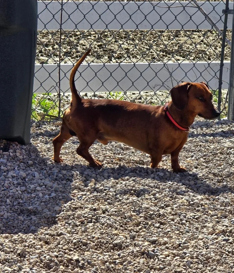 An adult small-sized male Dachshund dog named Chewy for adoption in Ross, OH