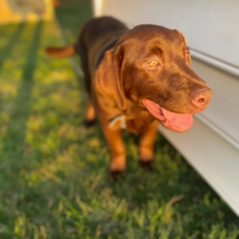 Nala