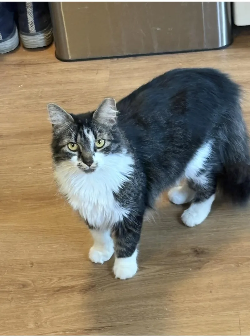 A young medium-sized female Tabby (Gray / Blue / Silver) Domestic Long Hair cat named Marcie for adoption in Cleveland, OH