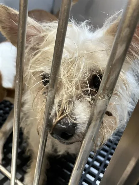 An adult medium-sized female Mixed Breed dog named Karen for adoption in Dallas, TX