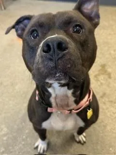 A young medium-sized male Brown / Chocolate Pit Bull Terrier dog named Lorenzo for adoption in Cleveland, OH